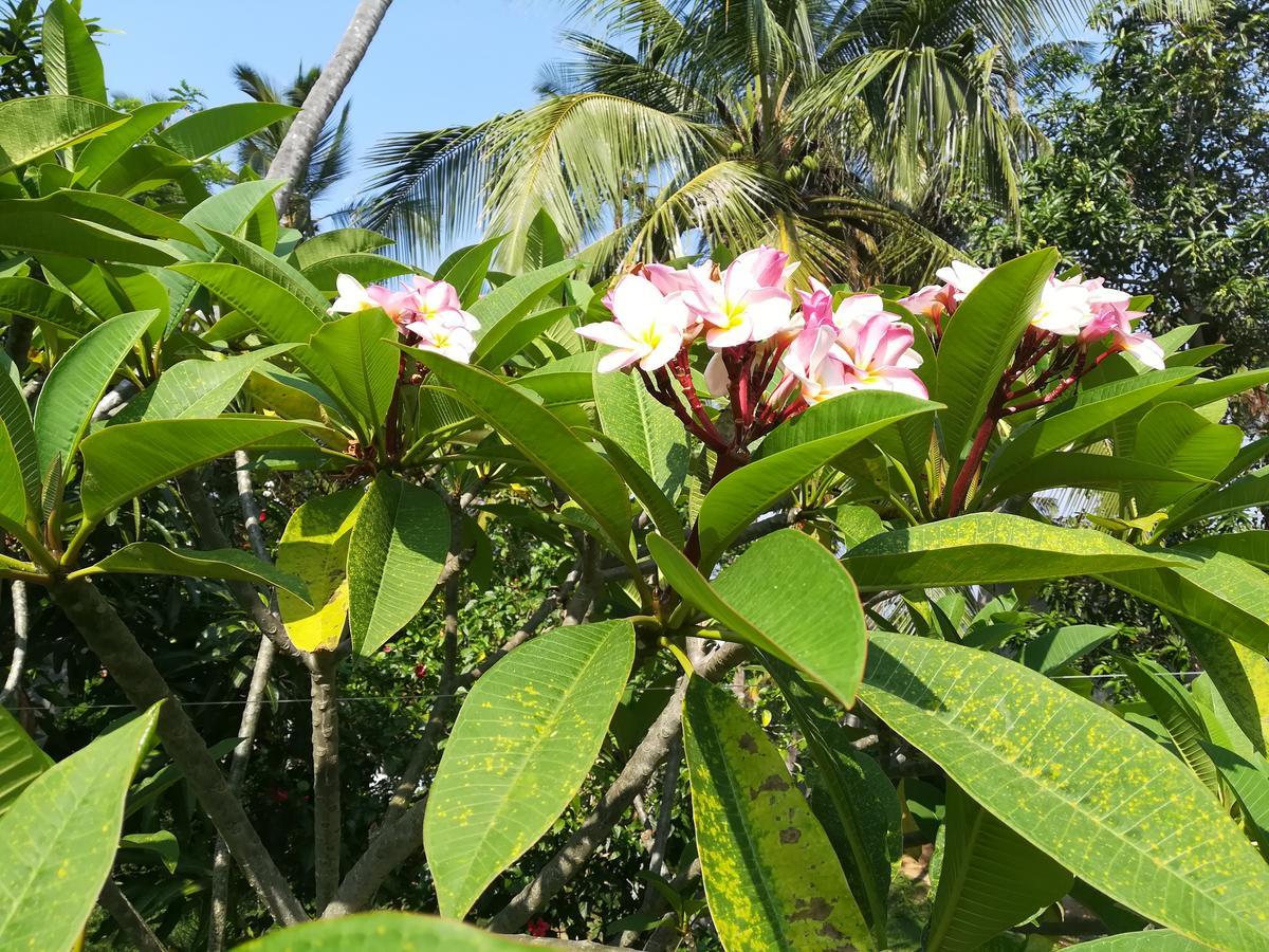 Star Beach Hotel Tangalle Exterior foto